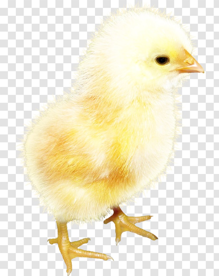 Chicken Clip Art Image Photography - Beak Transparent PNG