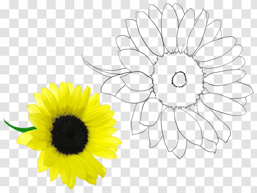 Chrysanthemum Oxeye Daisy Floral Design Cut Flowers /m/02csf - Family - Present Research Transparent PNG