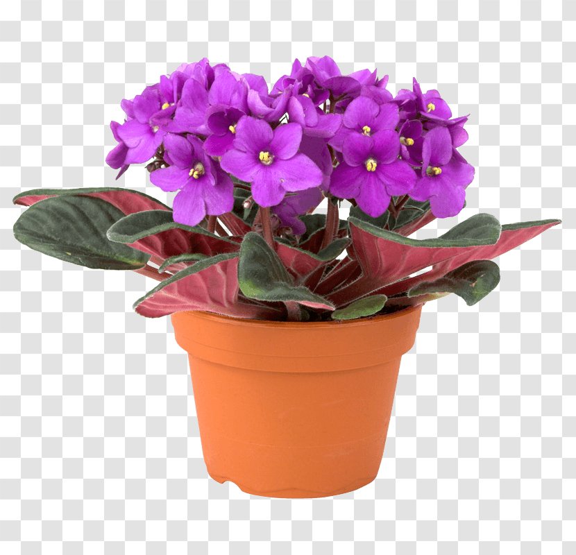 African Violets Houseplant Plant Propagation - Flower - Violet Transparent PNG