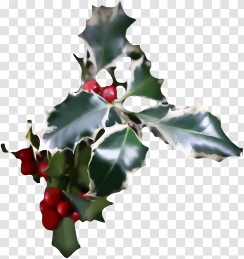 Christmas Holly Ilex - Tree - Decoration Plane Transparent PNG