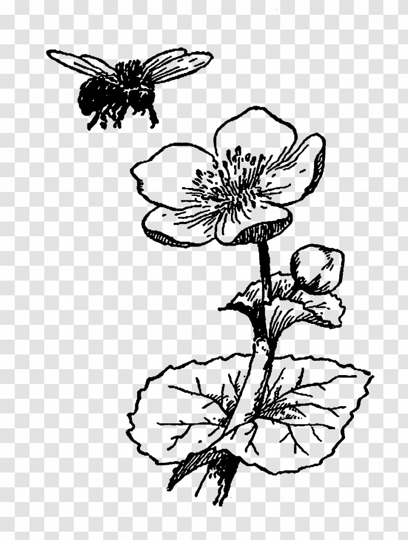 Bee Flower Drawing Black And White - Organism - Illustration Transparent PNG