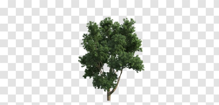 Branch Green Tree - Lossless Compression - Fukei Transparent PNG