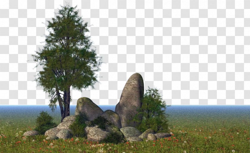Nature Tree Rock Natural Landscape Biome - Plant - Meadow Transparent PNG