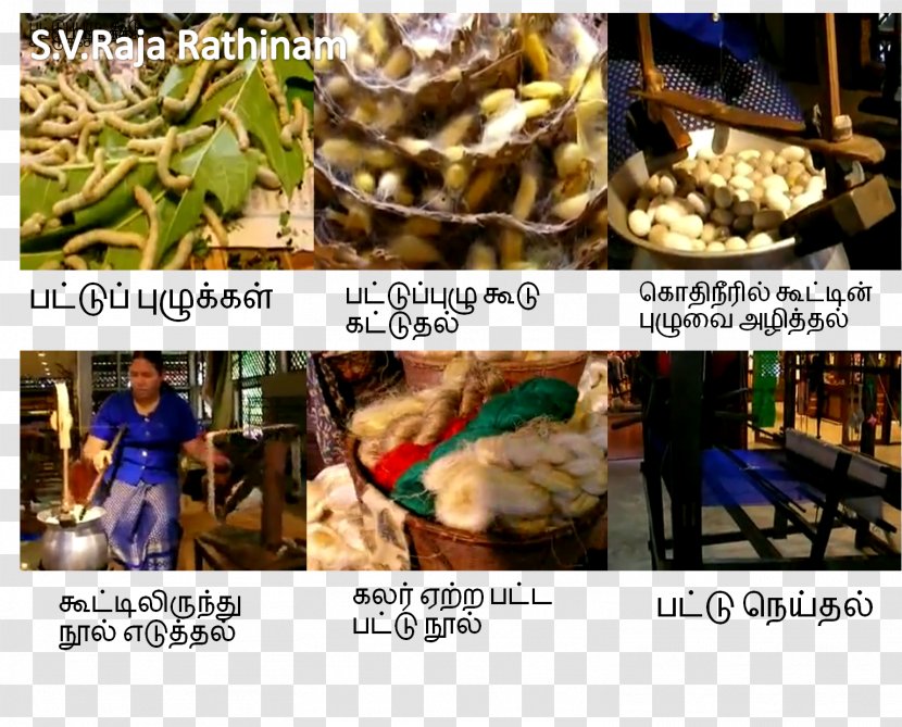 Silk Thread Weaving Karur தமிழர் நெசவுக்கலை - Cuisine - Worm Transparent PNG