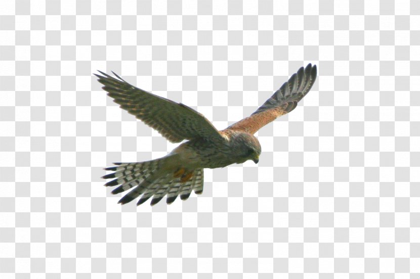 Eagle Flight Hawk Bird - Feather - FLying Transparent PNG