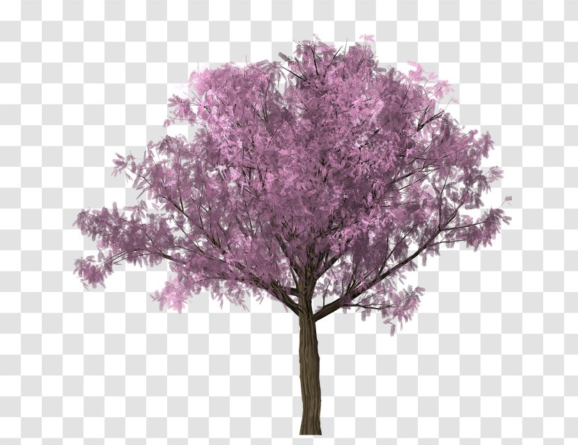 Cherry Blossom Tree Oak - Spring Transparent PNG