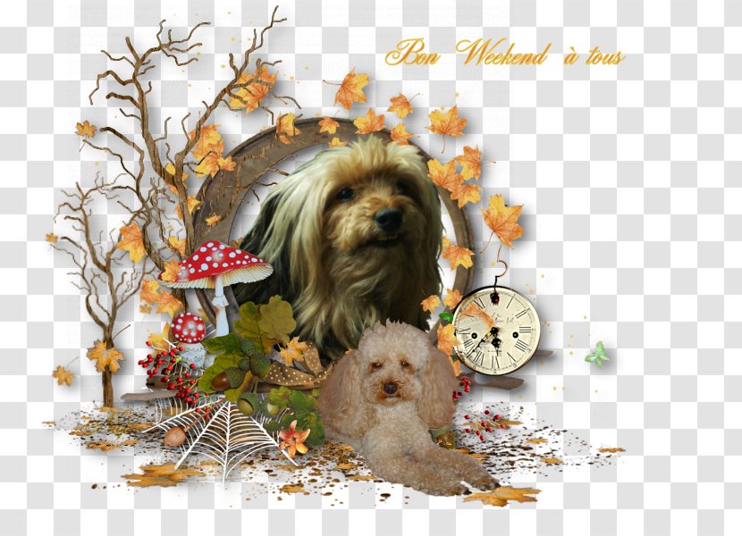 Dog Breed Shih Tzu Tibetan Spaniel Lhasa Apso Havanese - Group - Puppy Transparent PNG