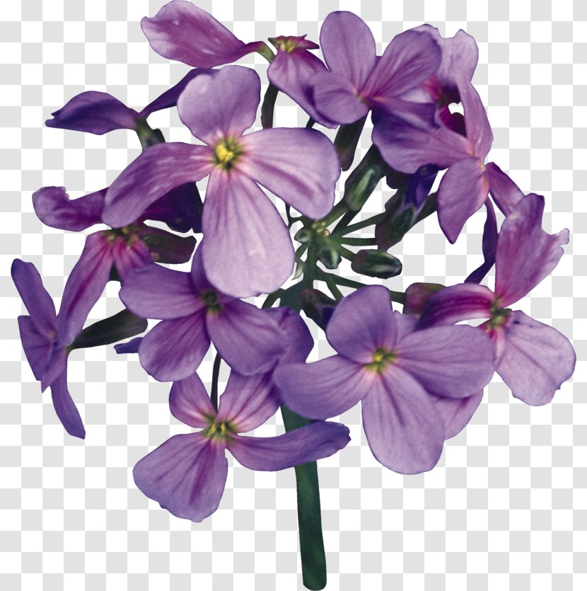 (16+) Трудный выбор Dame's Rocket Petal Cut Flowers - Violet Family - Lilac Flower Transparent PNG