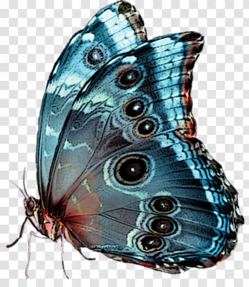 Papillon Dog Insect Image Beautiful Butterflies - Lycaenid Transparent PNG