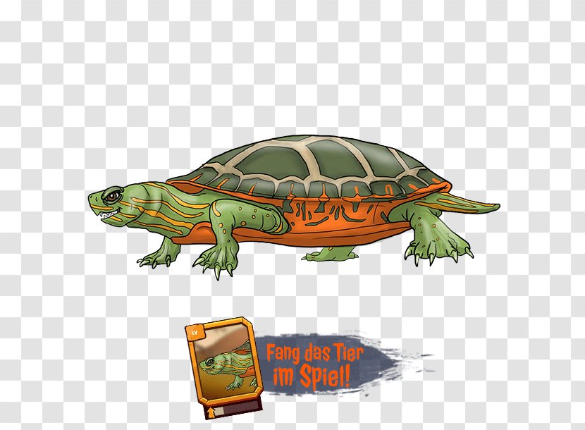 Box Turtles &Co. The Originals Tortoise Fauna - Reptile Transparent PNG