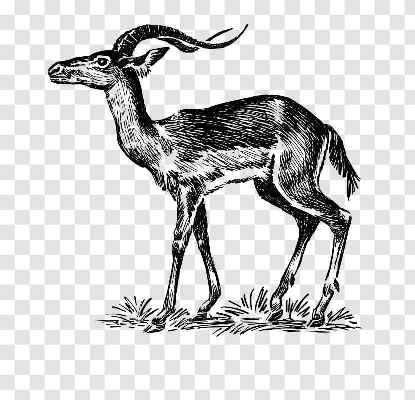 Chevrolet Impala Antelope Drawing Deer Transparent PNG