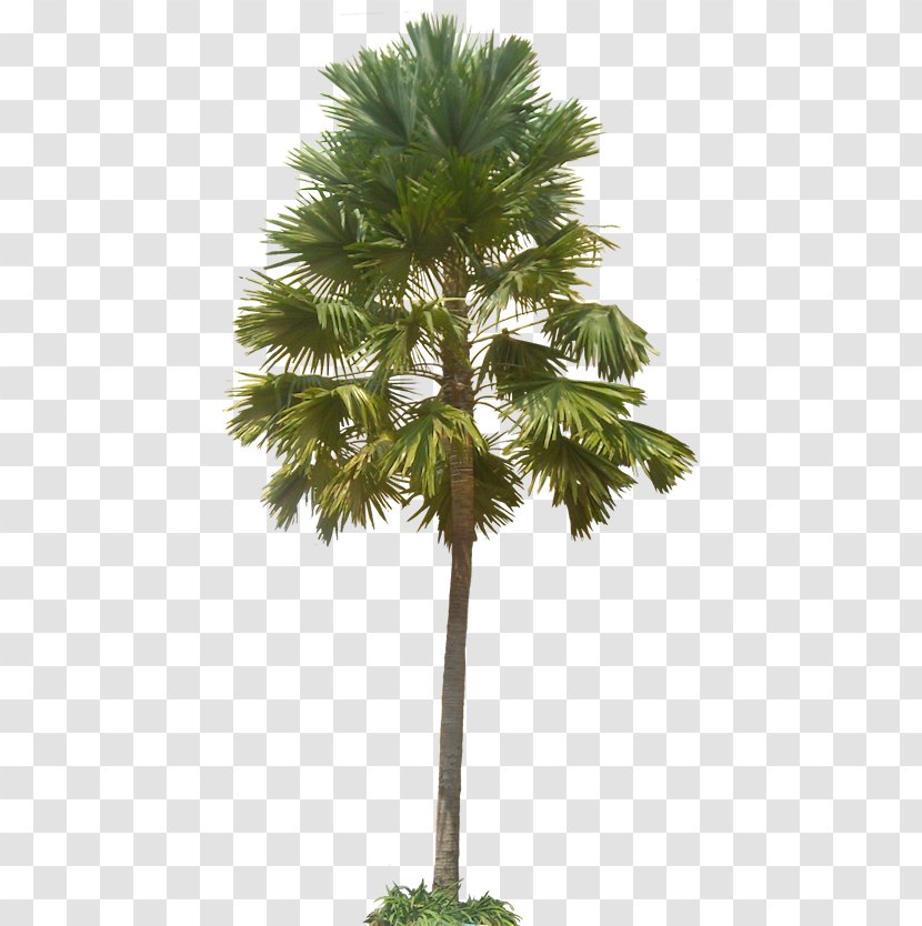 Asian Palmyra Palm Arecaceae Saribus Rotundifolius Populus Nigra Subtropics - Tree Transparent PNG