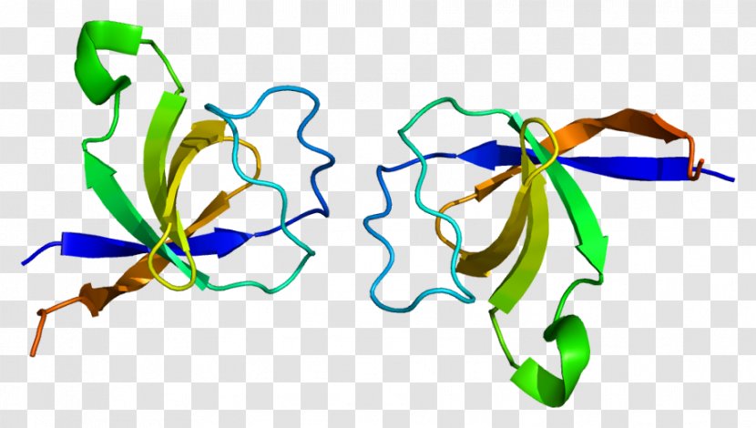 BCAR1 Proline Rich Protein PRP36 Gene - Frame - Flower Transparent PNG
