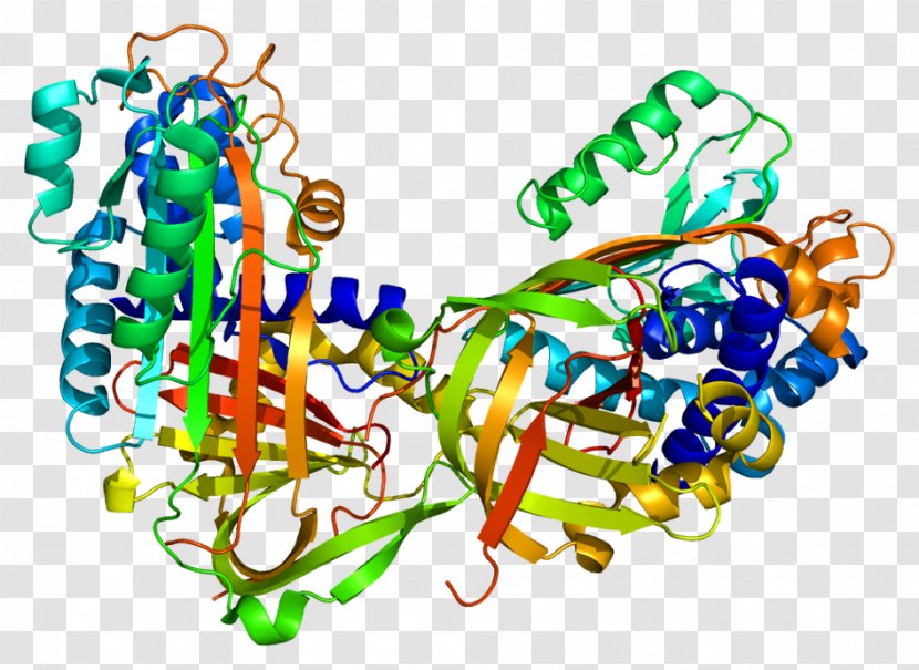Maspin Serpin Protein Structure Serine Protease - Frame - Globulin Transparent PNG
