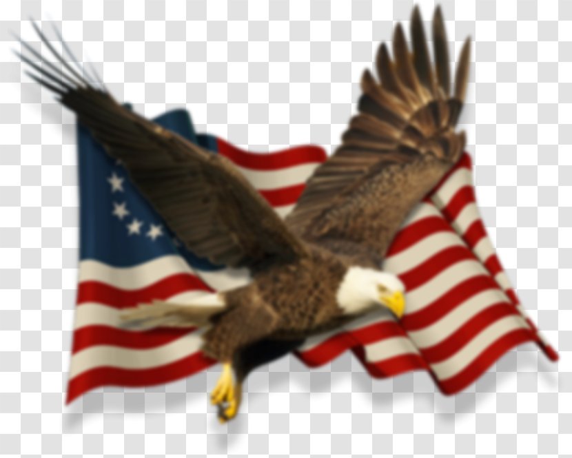 Eagle Flag Of The United States Thirteen Colonies Betsy Ross - Bird Transparent PNG