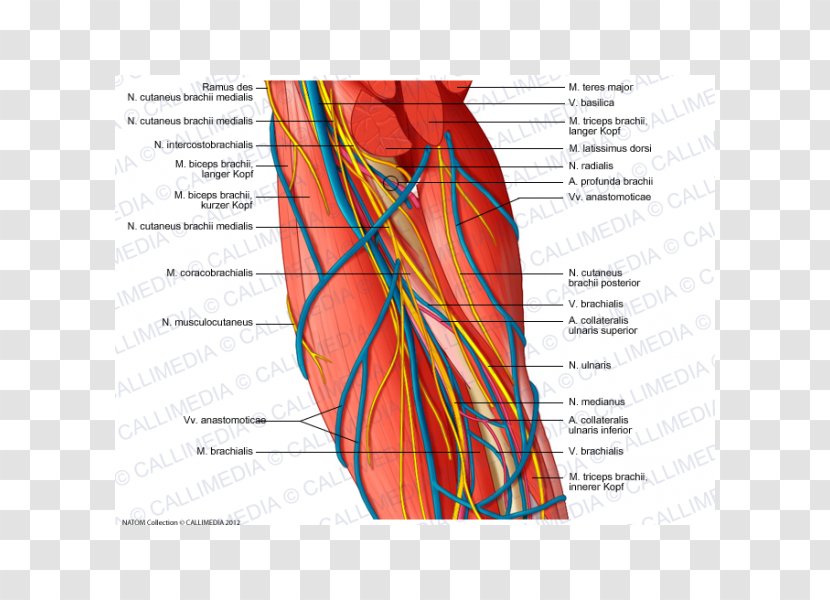Brachial Artery Augšdelms Arm Ulnar Nerve - Heart Transparent PNG