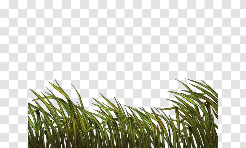 Wheatgrass Tree - Khana Transparent PNG