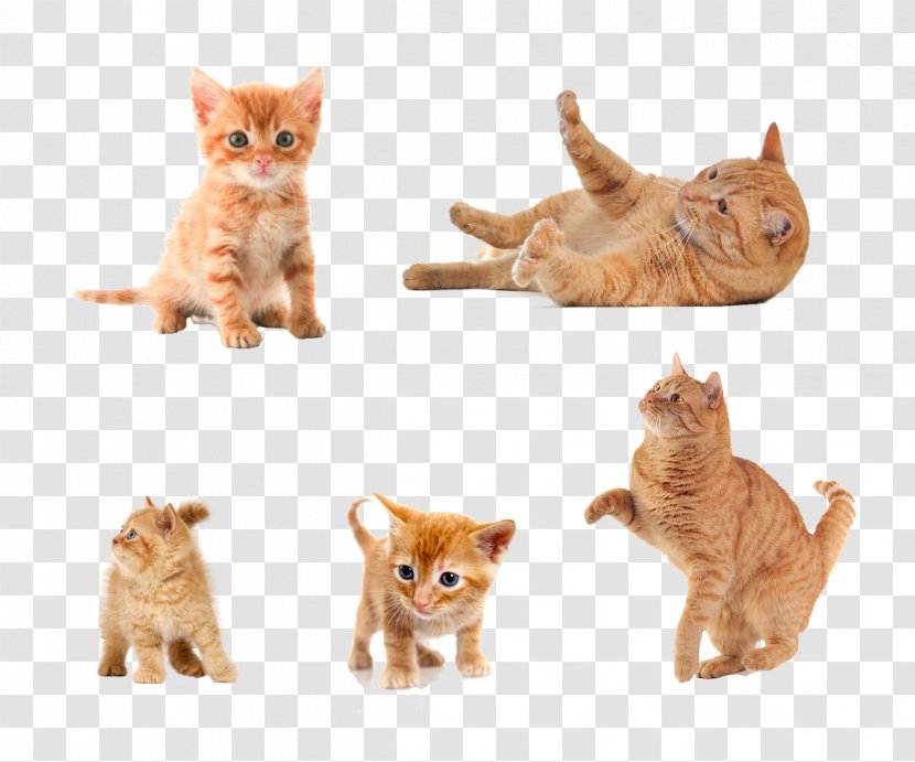 Cat Kitten Clip Art - Five Kinds Of Forms Transparent PNG
