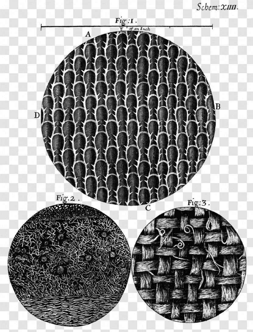 Micrographia Or Some Physiological Descriptions Of Minute Bodies Flustra Foliacea The Curious Life Robert Hooke: Man Who Measured London Philosophical Experiments And Observations - Book - Microscope Transparent PNG