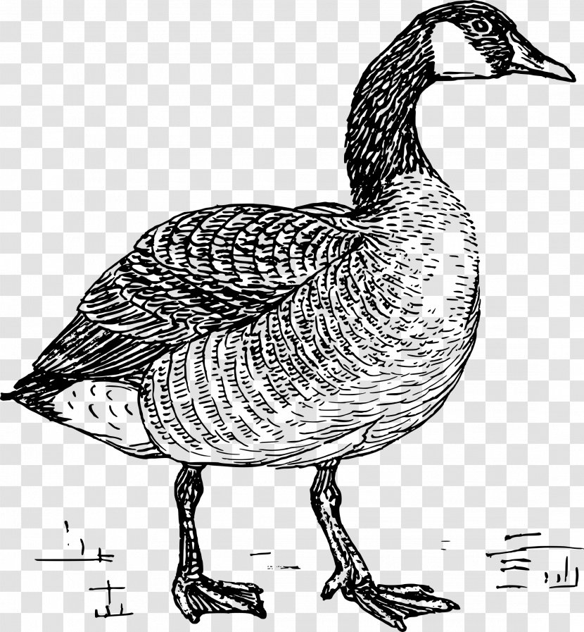 Goose Duck Clip Art Drawing Bird - Livestock - Stock Photography Transparent PNG