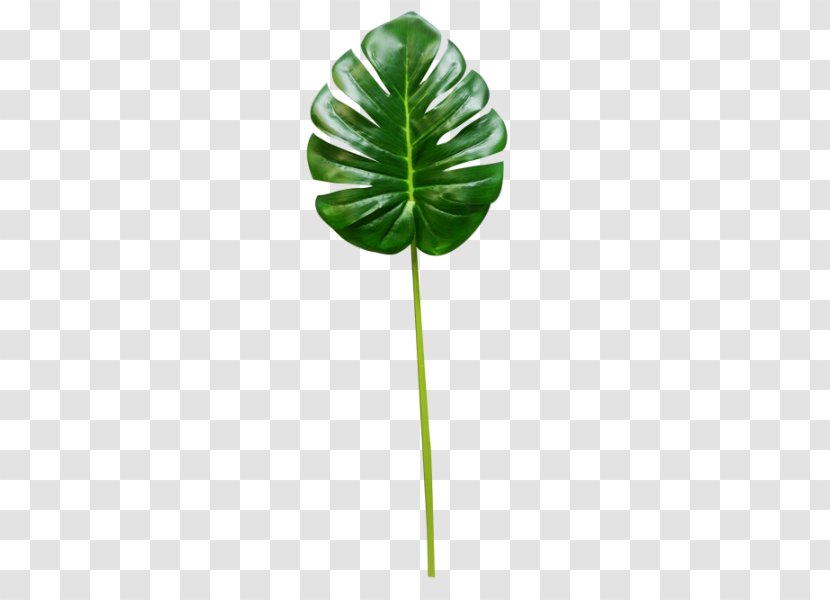 Leaf Plant Stem Tree - Monstera Transparent PNG