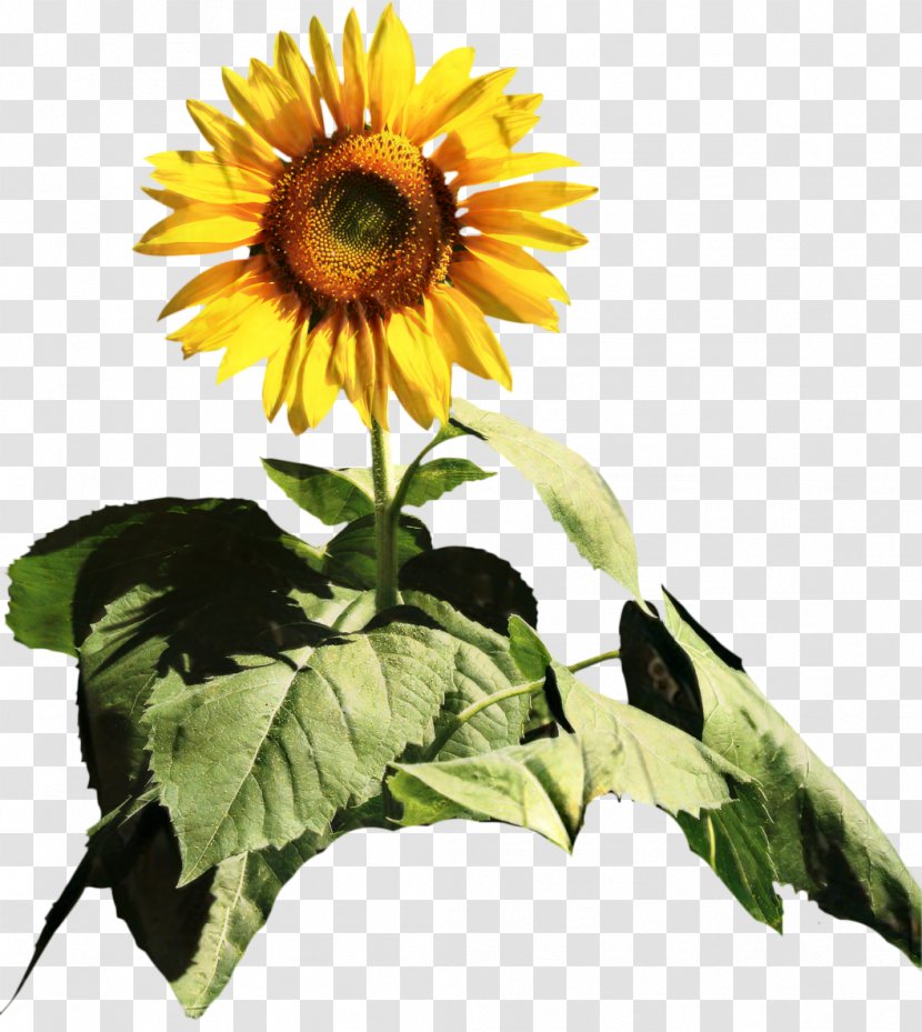 Common Sunflower Cut Flowers Seed Annual Plant - Flowering Transparent PNG