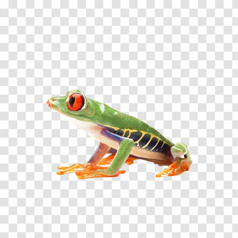 True Frog Amphibian Reptile Red-eyed Tree - Animal - A Transparent PNG