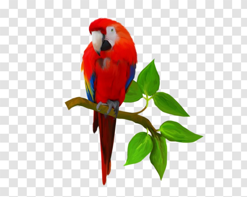 Parrot Macaw Bird Foxtail Millet Taobao - Zharkoye Transparent PNG