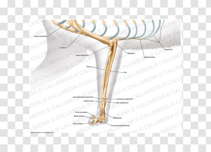 Cat Anatomy Elbow Arm Shoulder - Cartoon Transparent PNG