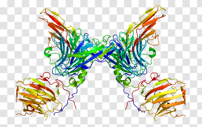 AXL Receptor Tyrosine Kinase Protein - Structure - Enantiornithes Transparent PNG