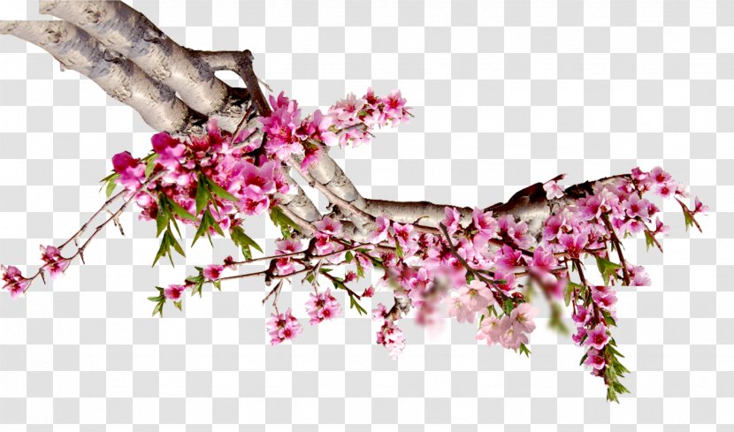 Peach Blossom Download Computer File - Twig Transparent PNG