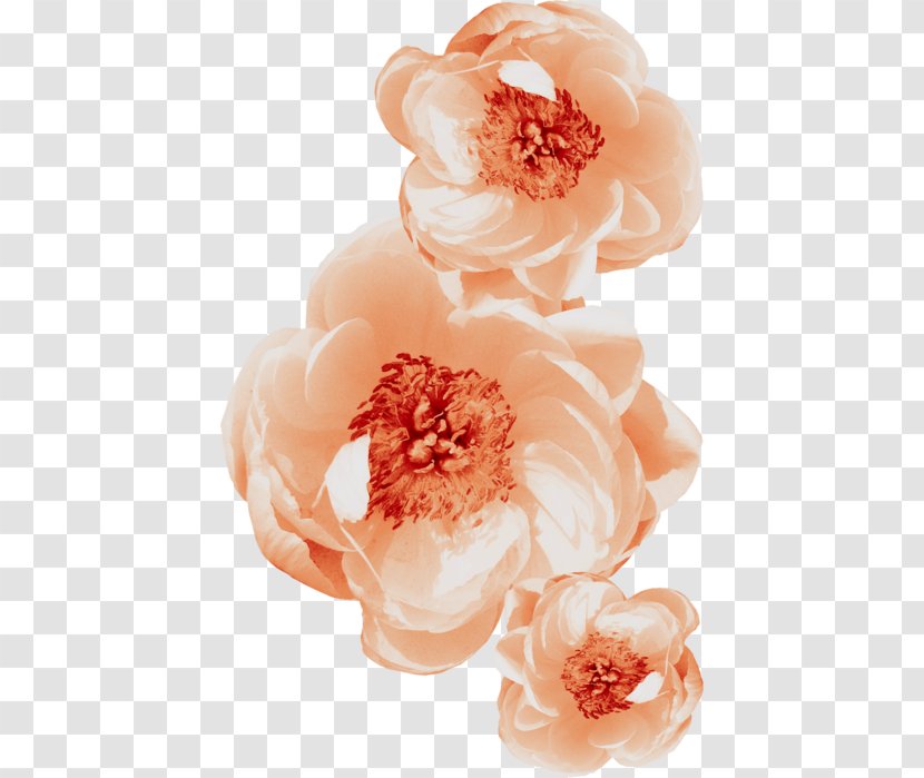 Flower Painting - White Transparent PNG