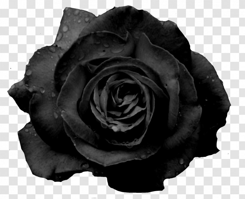 Black Rose Flower Garden Roses - Cartoon - White Transparent PNG