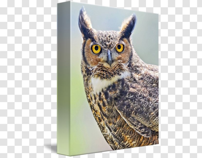 Owl Fauna Beak - Great Horned Transparent PNG