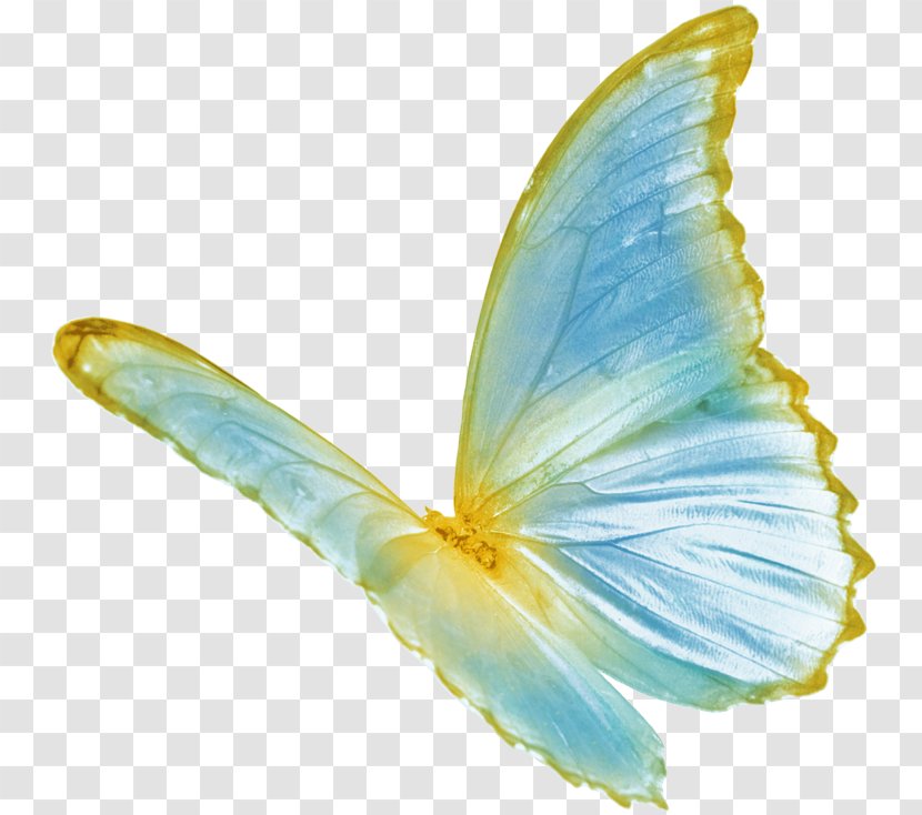 Butterfly Color - Invertebrate - Blue Transparent PNG