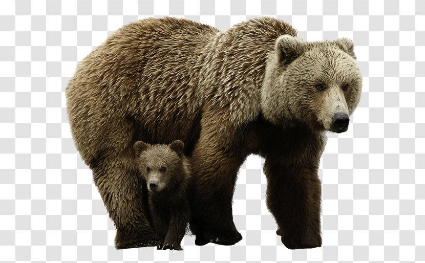 Brown Bear Polar - Watercolor - Mother And Son Transparent PNG
