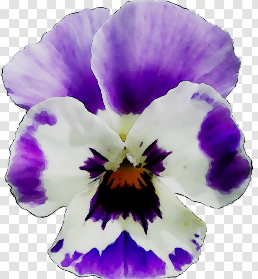 Pansy Common Blue Violet Viola Labradorica Marsh Clip Art - Iris - Petal Transparent PNG