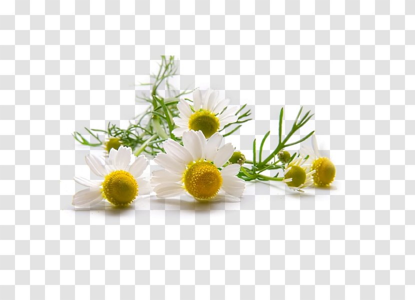 German Chamomile Roman Skin Herbalism - Flower Transparent PNG