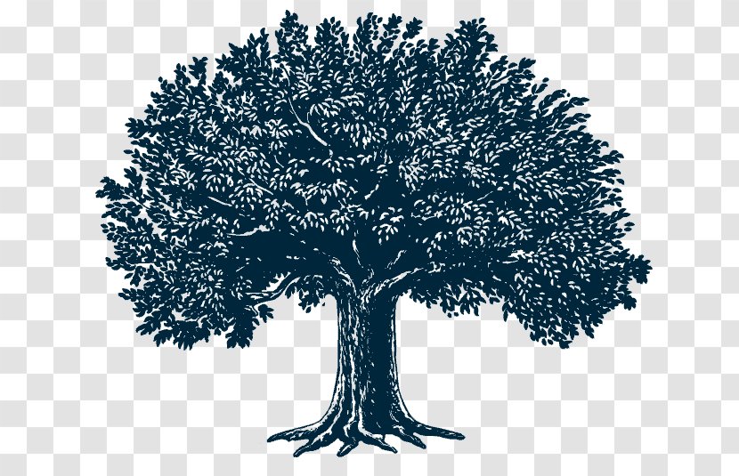 Tree Royalty-free Illustrator - Drawing Transparent PNG