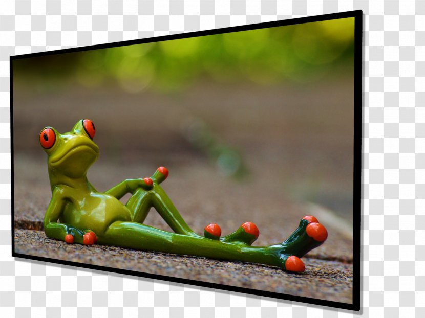 Frog Picture Frames Morning Transparent PNG
