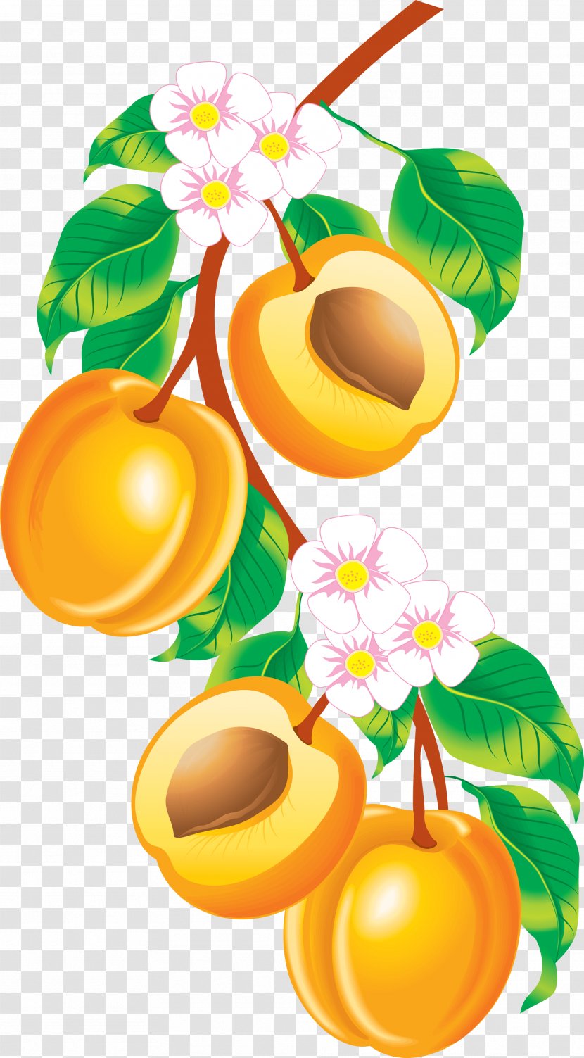 Fruit Apricot Peach Clip Art - Illustration - Image Transparent PNG