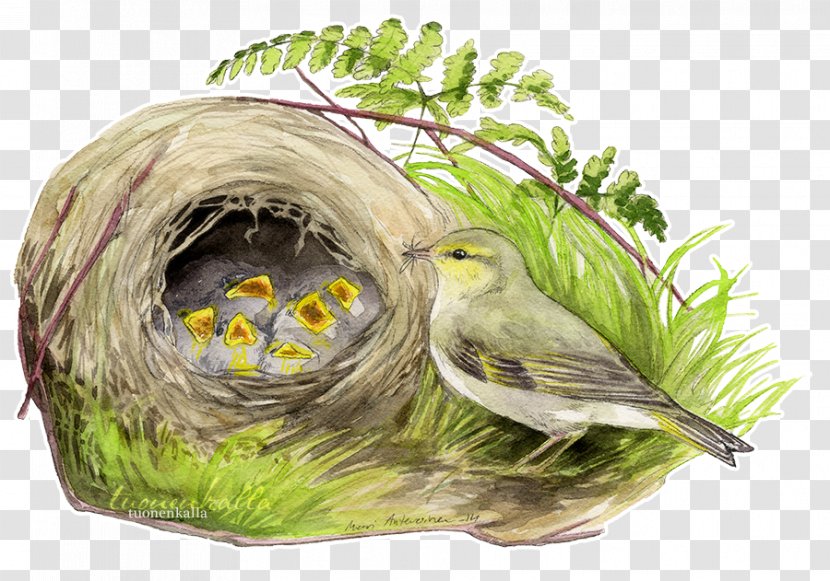 Bird Nest Artist Transparent PNG