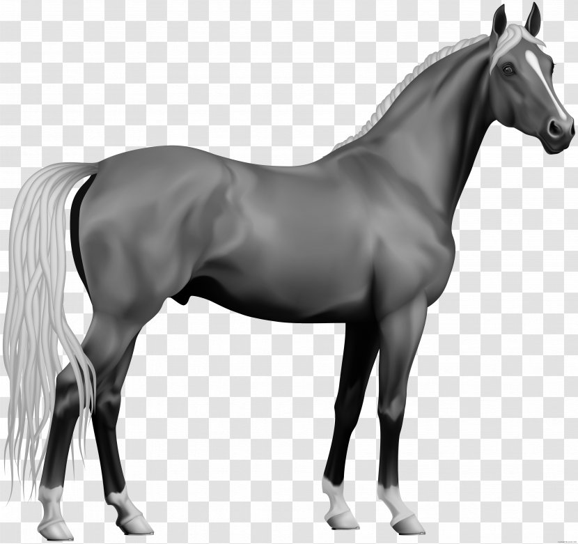 Clip Art Appaloosa Andalusian Horse Pony Openclipart - Stallion - Black And White Transparent PNG