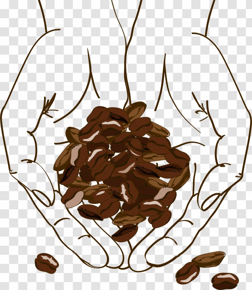 Coffee Bean Cafe Illustration - Praline - Brown Holding Beans Transparent PNG