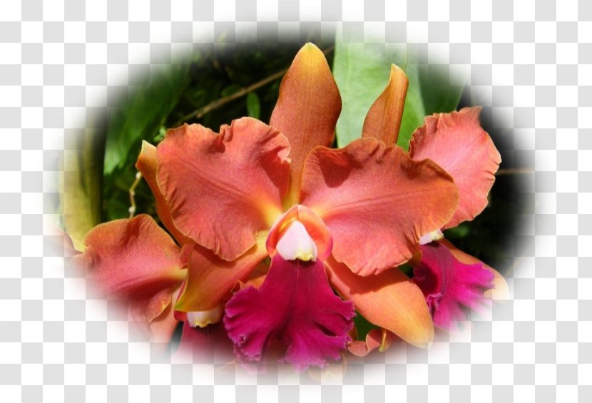 Cattleya Orchids Moth Cut Flowers Petal - Orchidee Transparent PNG