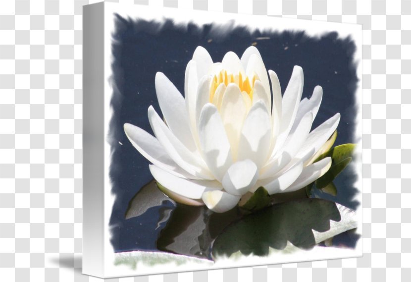 Water Lilies Aquatic Plants Flower White - Art Transparent PNG