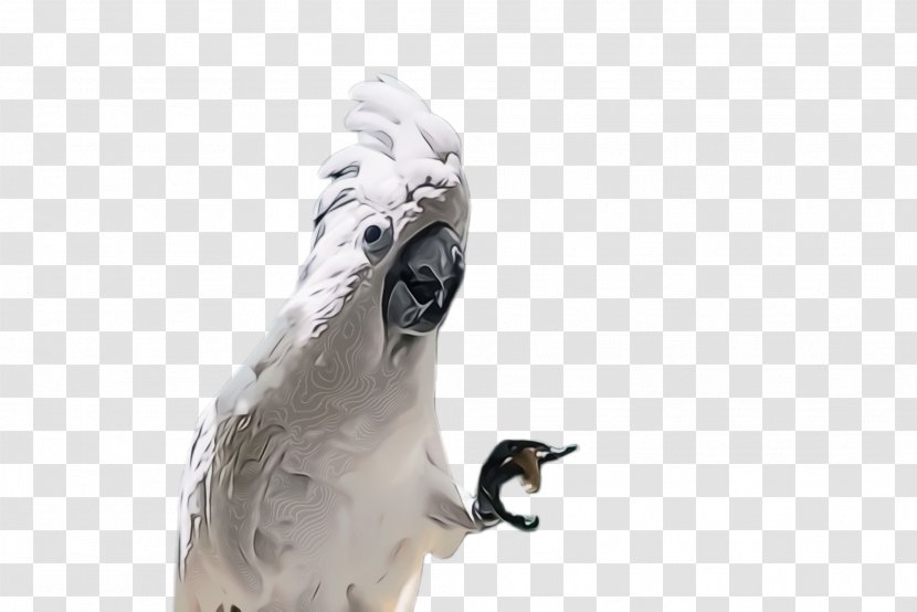 Bird Beak Parrot Wildlife Osprey - Animal Figure Cockatoo Transparent PNG