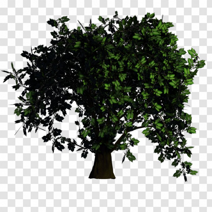 Tree Texture Mapping Rendering Elm - Pine - Bonsai Transparent PNG