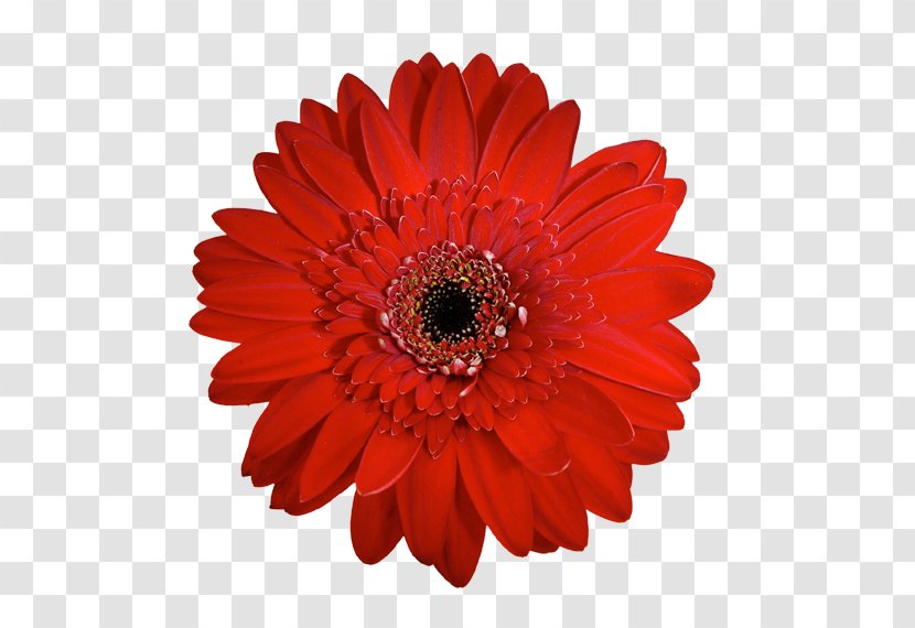 Transvaal Daisy Red Chrysanthemum Cut Flowers Clip Art Transparent PNG