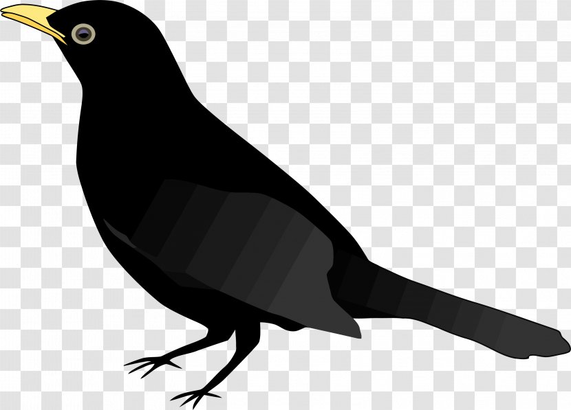 Common Blackbird Clip Art - Wing - Bird's Clipart Transparent PNG